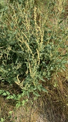Atriplex tatarica