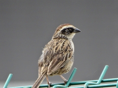 Oriturus superciliosus