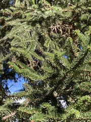 Abies numidica