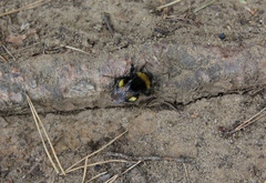 Bombus