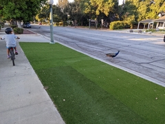 Pavo cristatus