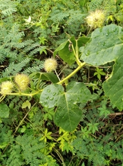 Passiflora vesicaria
