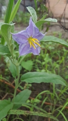 Solanum elaeagnifolium