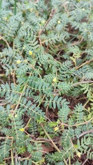 Tribulus terrestris