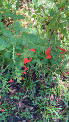 Salvia coccinea