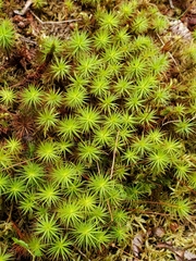 Polytrichum juniperinum