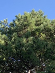 Pinus heldreichii