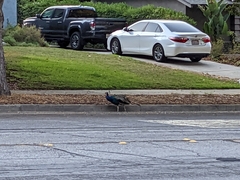Pavo cristatus