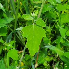 Chenopodium ficifolium