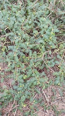 Tribulus terrestris