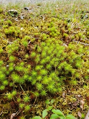 Polytrichum juniperinum