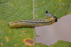 Euura miliaris