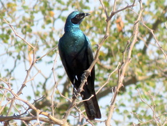 Lamprotornis australis