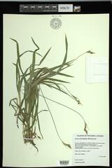 Carex hirtifolia