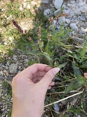 Persicaria maculosa
