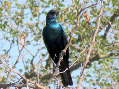 Lamprotornis australis