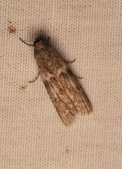 Sciota subcaesiella
