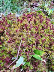 Sphagnum capillifolium