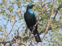 Lamprotornis australis