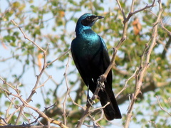 Lamprotornis australis