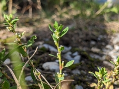 Polygonum