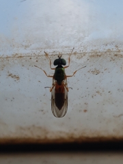 Sargus bipunctatus