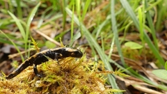 Salamandra salamandra
