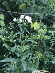Erechtites hieraciifolius