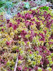 Sphagnum capillifolium
