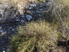 Bebbia juncea
