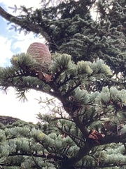 Cedrus libani
