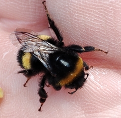 Bombus