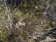Bebbia juncea