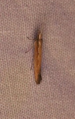 Plutella xylostella
