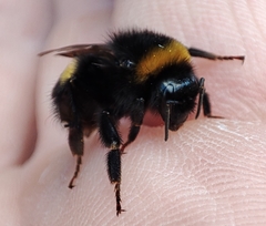 Bombus