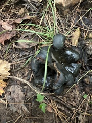 Scleroderma polyrhizum