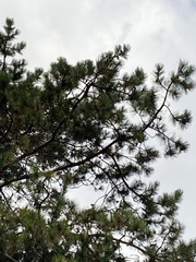 Pinus nigra