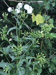 Erechtites hieraciifolius