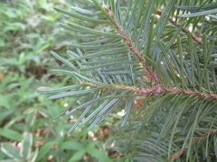 Abies homolepis