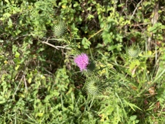 Cirsium vulgare