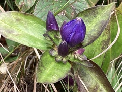 Gentiana andrewsii