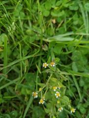 Galinsoga parviflora
