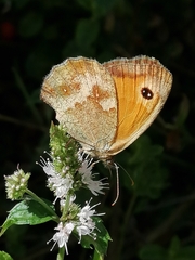 Pyronia tithonus