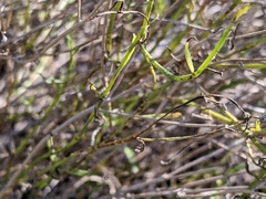Bebbia juncea