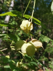 Staphylea pinnata