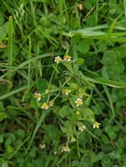 Galinsoga parviflora