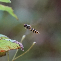 Meliscaeva cinctella