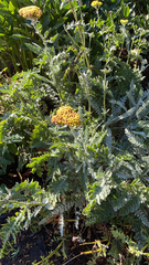 Achillea filipendulina