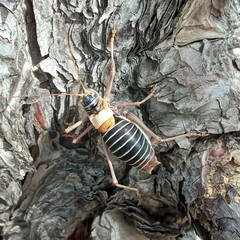 Lluciapomaresius panteli