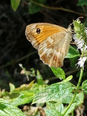 Pyronia tithonus